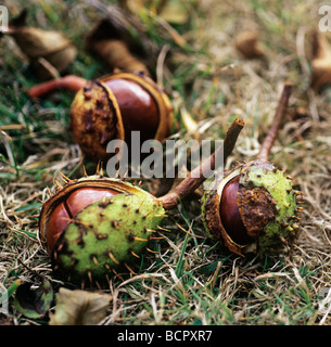 Aesculus hippocastanum ippocastano frutta o conkers sul terreno emergenti dai gusci di fico d'india. Foto Stock