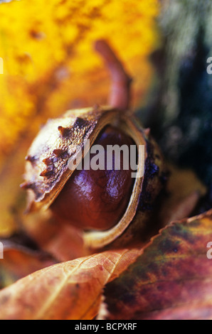 Aesculus hippocastanum ippocastano / conker Foto Stock
