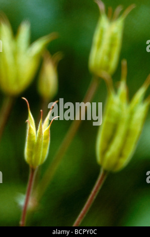 Aquilegia - varietà non identificato Aquilegia / Colombina Foto Stock