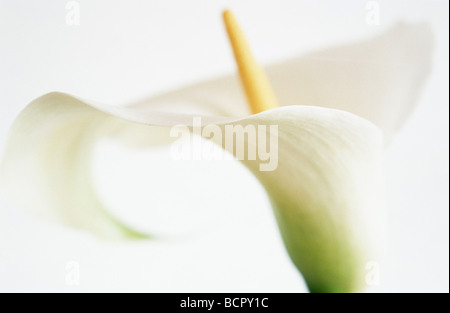 Zantedeschia - varietà non identificato Lily - Arum lily / Calla Lily Foto Stock