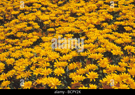 Gazania - varietà non identificato Gazania / Treasure fiore Foto Stock