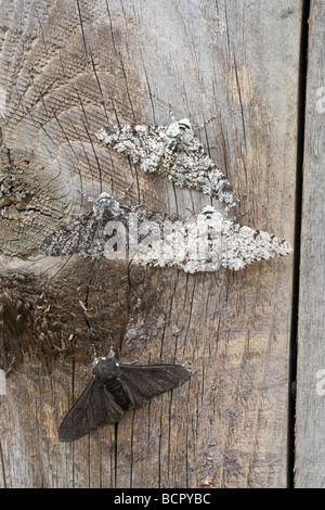 Pepati falena Biston betularia & Biston betularia carbonaria a riposo che mostra le variazioni di colore e marcature di mimetizzazione Foto Stock