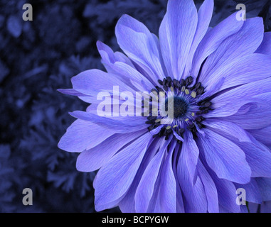 Anemone anemone coronaria Foto Stock
