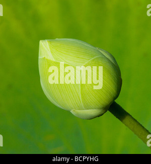 Nymphaea - varietà non identificato giglio di acqua Foto Stock