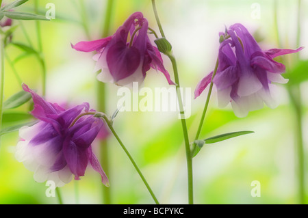 Aquilegia - varietà non identificato Aquilegia / Colombina Foto Stock