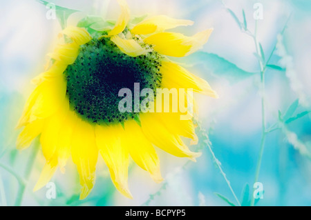 Helianthus annuus Girasole Foto Stock