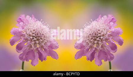 La Scabiosa colombari 'Butterfly Blue' Fiore Pincushion Foto Stock