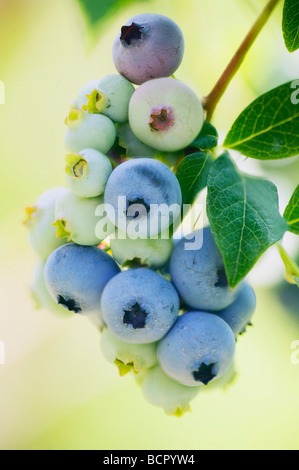 Vaccinium corymbosum mirtillo Frutta Crescendo sul ramo della pianta Foto Stock