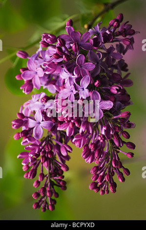 Syringa vulgaris lillà Foto Stock