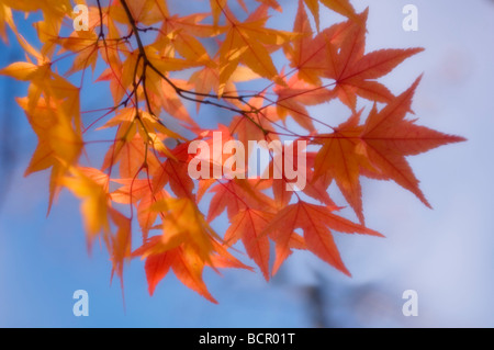 Acer palmatum, acero giapponese Foto Stock