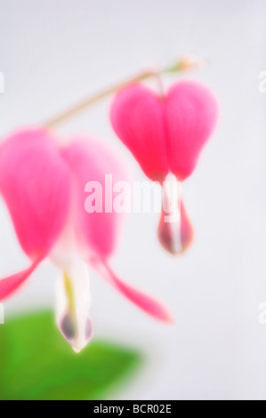 Dicentra spectabilis, cuore di spurgo Foto Stock