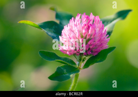 Trifolium pratense trifoglio Foto Stock