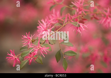 Loropetalum chinense 'rubrum' Cinese amamelide Foto Stock