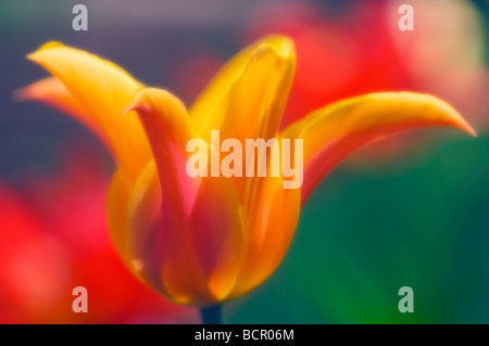 Tulipa - varietà non identificato Tulip Foto Stock