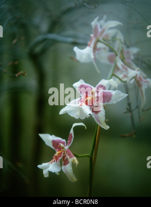 Orchidea Foto Stock