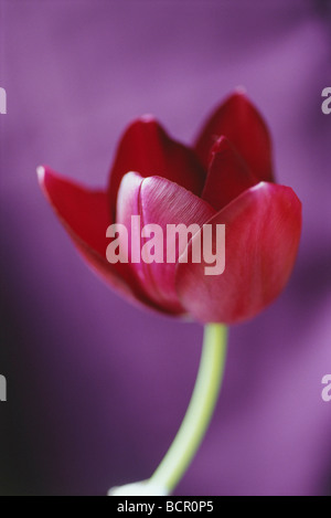 Tulipa 'cigno nero", Tulip Foto Stock