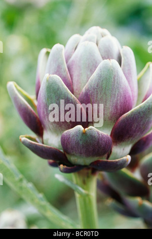 Cynara scolymus, carciofi Foto Stock