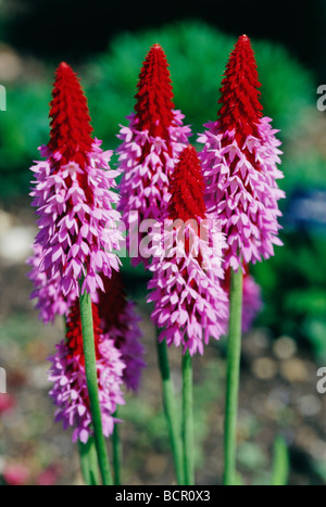 Primula vialii, Primula Primrose Foto Stock