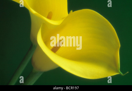 Zantedeschia, Giglio, Arum lily, Calla Lily Foto Stock