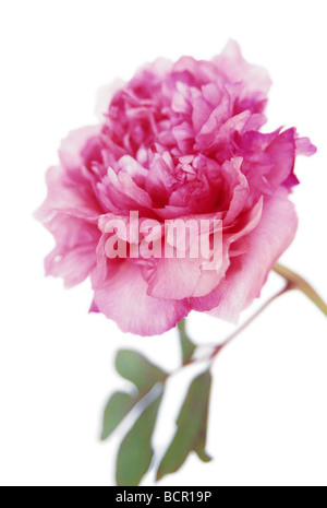 Paeonia, peonia Foto Stock