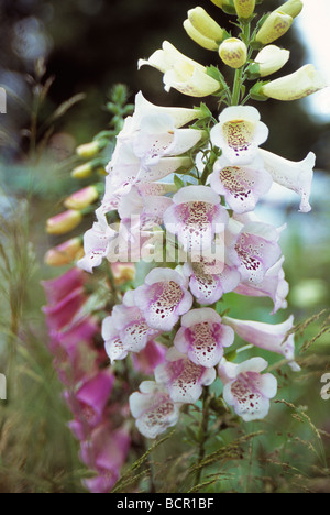 Digitalis, Foxglove Foto Stock