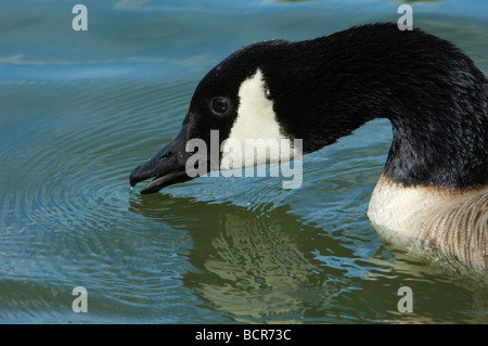 Oca Canadese Branta canadensis in Tweed River Kelso frontiere Scotish Scozia u k Foto Stock