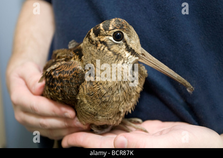 Beccaccia, Scolopax rusticola, chiudere fino a portata di mano Foto Stock