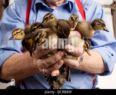 Il Germano Reale, Anas platyrhynchos, gruppo di duckings in mano Foto Stock