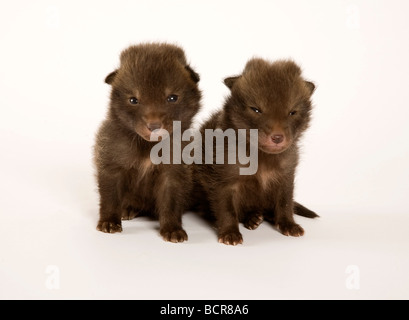 Fox, Vulpes vulpes, due cuccioli in studio Foto Stock