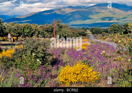 Spagna Estremadura: la vegetazione e il paesaggio della Dehesas nella campagna di Cáceres Foto Stock