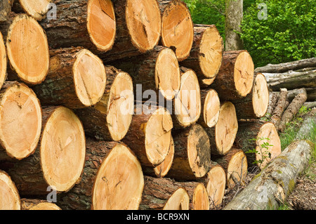 Pila di tronchi di albero abbattuto tagliare alberi legname in un forest close up England UK United Kingdom GB Great Britain Foto Stock