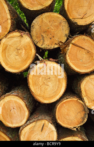 Pila di log tagliati vicino fino in Inghilterra UK Regno Unito GB Gran Bretagna Foto Stock
