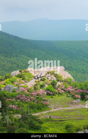 Rhododendron lungo Appalachian Trail Rhododendron Gap Mount Rogers National Recreation Area Virginia Foto Stock