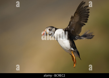 Puffin in volo su Skomer Island, Pembrokeshire REGNO UNITO Foto Stock