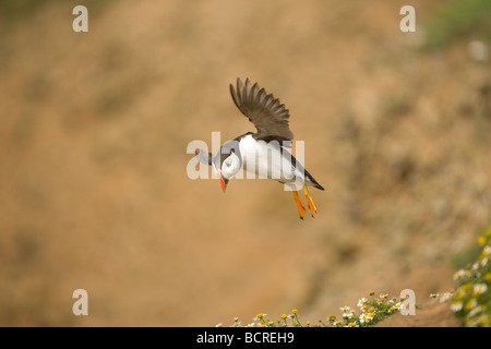 Puffin in volo su Skomer Island, Pembrokeshire REGNO UNITO Foto Stock