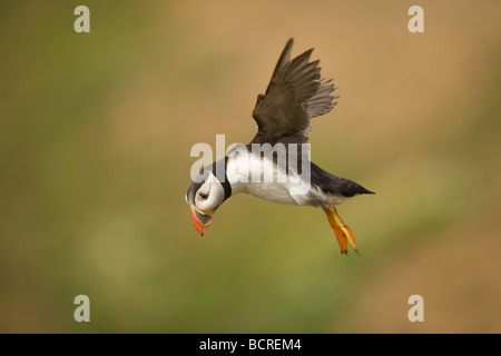 Puffin in volo su Skomer Island, Pembrokeshire REGNO UNITO Foto Stock