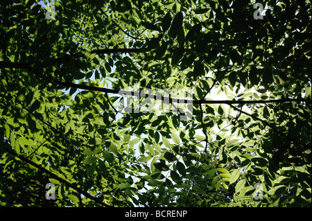 Foglie giovani di cenere Fraxinus excelsior retroilluminati da luce solare Foto Stock