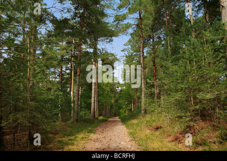 Percorso attraverso Graffham comune, West Sussex Foto Stock