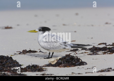 Swift (maggiore) Crested Tern Sterna bergii sulla spiaggia di sabbia bianca su Bird Island Seychelles in aprile. Foto Stock