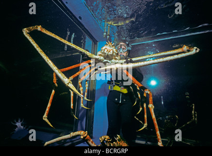 Il gigante giapponese Granseola Macrocheira kaempferi mondo s crostaceo più grande acquario di Tokyo Giappone Foto Stock