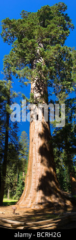 Sequoia gigante, Mariposa Grove, California, Stati Uniti d'America Foto Stock