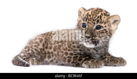 Profilo di un leopardo persiano Cub sdraiato, 6 settimane, di fronte a uno sfondo bianco, studio shot Foto Stock
