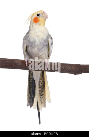 Cockatiel appollaiate su un ramo, Nymphicus hollandicus, di fronte a uno sfondo bianco, studio shot Foto Stock