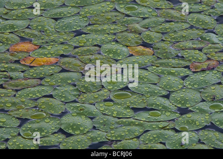 Ninfee in stagno con gocce di acqua sui pattini nelle Montagne Adirondack di New York Foto Stock