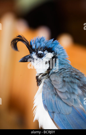 Un profilo di un bianco throated Magpie Jay. Foto Stock