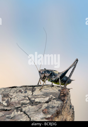 Maschio boccola scuro cricket Pholidoptera griseoaptera Foto Stock