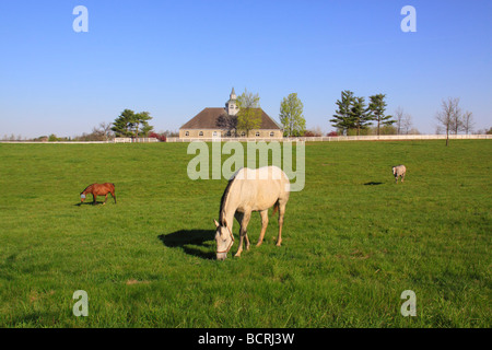 I cavalli pascolano in pascolo a Donamire Farm in Lexington Kentucky Foto Stock