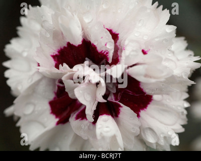 Close up di bianco e magenta di fiori di garofano di testa. Dianthus Foto Stock