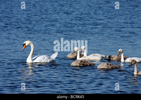 Cigno nuoto con covata Foto Stock