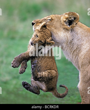 Leonessa portando la sua cub nella sua bocca al new den su piovosa mattinata Masai Mara riserva nazionale del Kenya Africa orientale Foto Stock